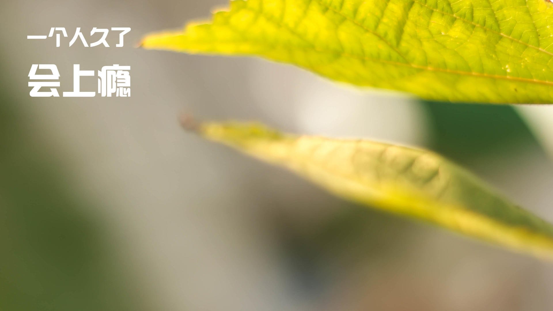 印度赛制的演化与挑战：如何吸引国际顶尖选手，印度大赛