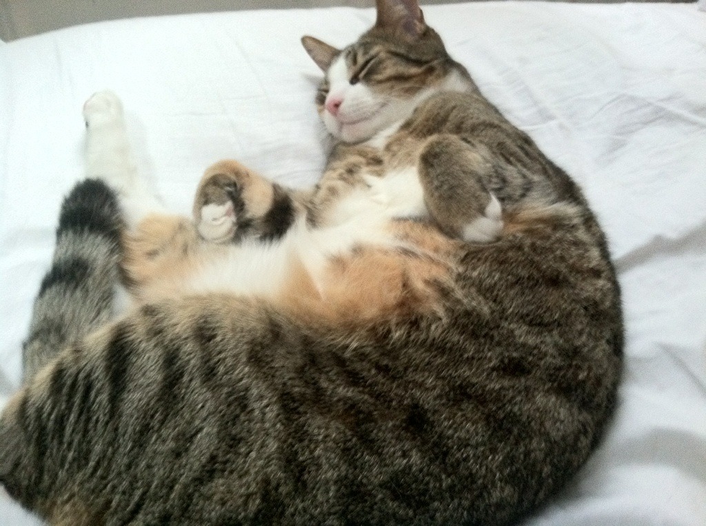 场馆温控节能系统试点实现能耗数据公开，室内场馆温度标准