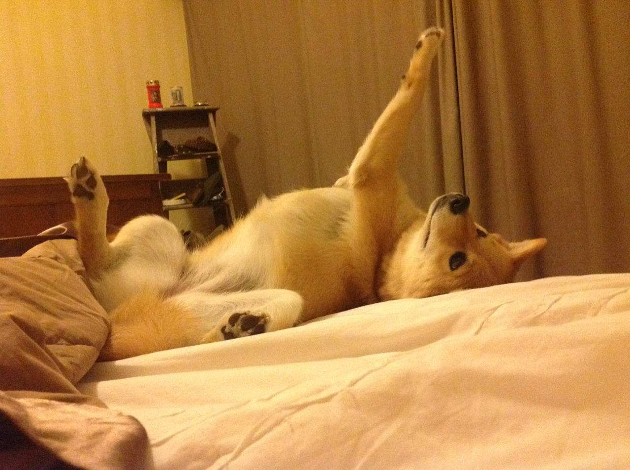 波兰队赛制解读：如何在团体赛中提升整体战术素养，波兰队阵型