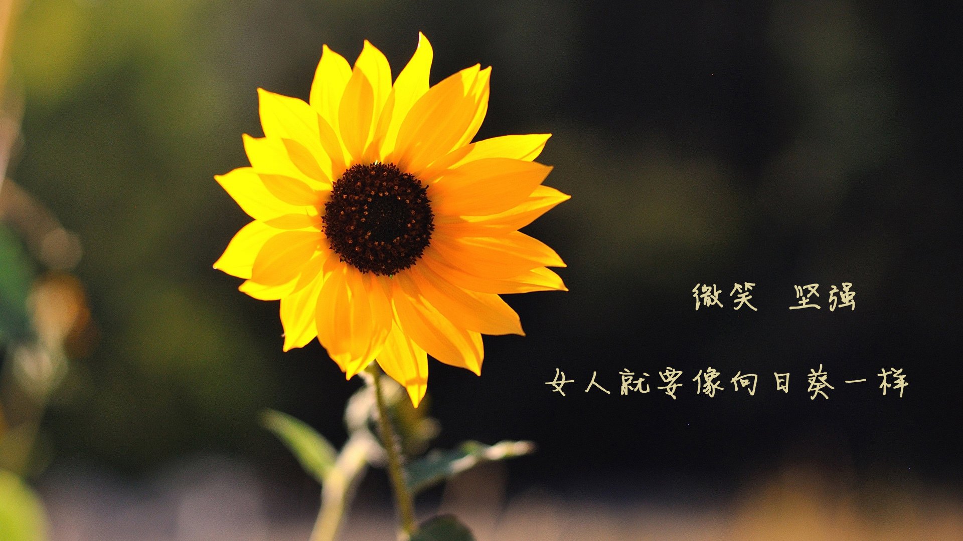 训练营考核系统引入分级打分标准，训练营入营须知